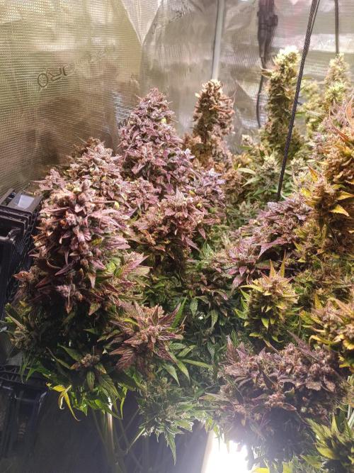 Fat Bastard Auto + Weding Cake Auto+RBB. Week 13 - Fat Bastard 1 