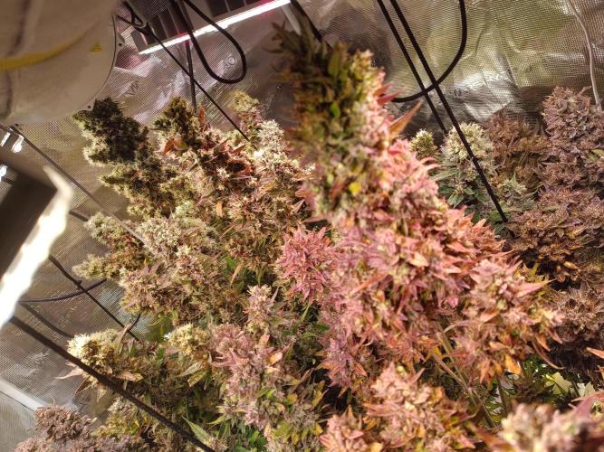 Fat Bastard Auto + Weding Cake Auto+RBB. Week 13 - Fat Bastard Row