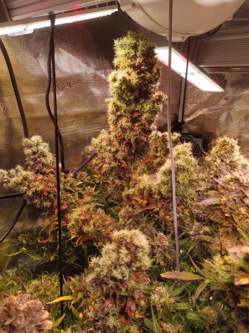 Fat Bastard Auto + Weding Cake Auto+RBB. Week 13 - bigger Fat Budstard 3