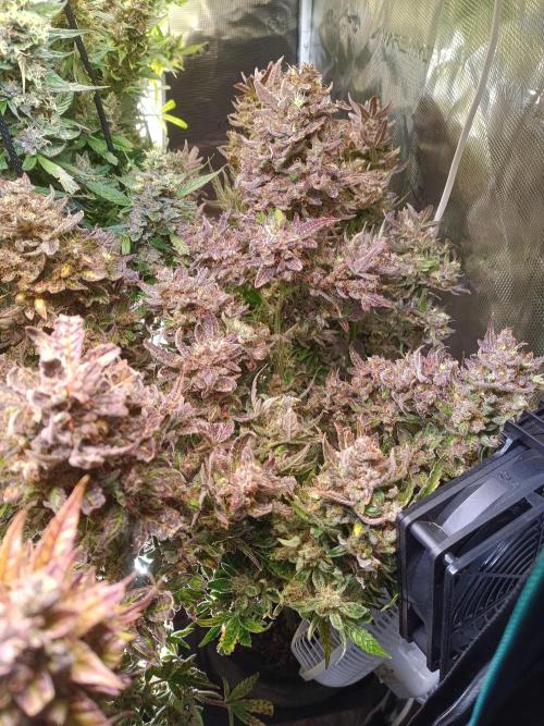 Fat Bastard Auto + Weding Cake Auto+RBB. Week 13 - Weddingcake 2