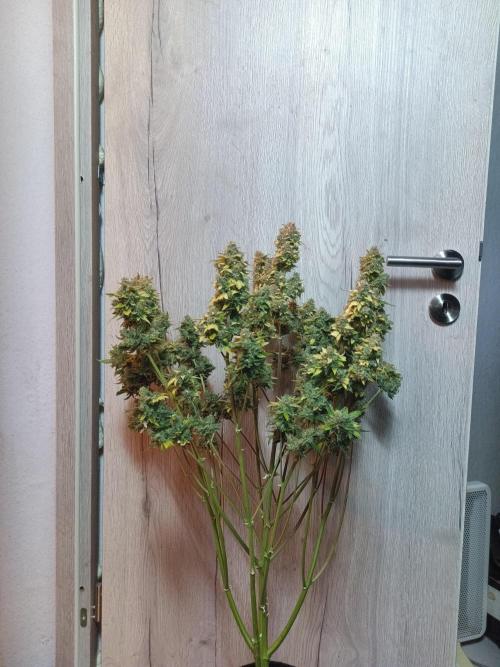 Fat Bastard Auto + Weding Cake Auto+RBB. Week 12 - WC 1