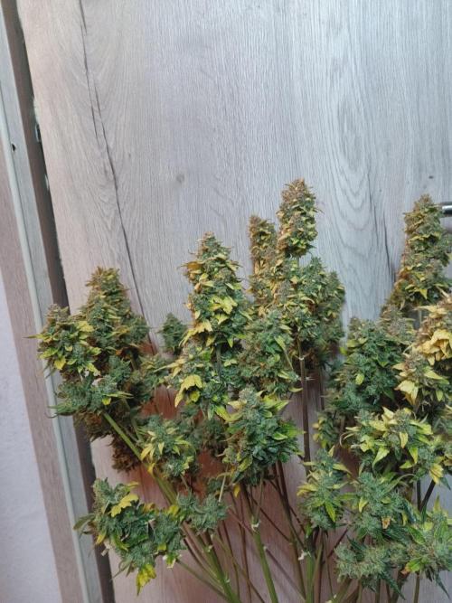 Fat Bastard Auto + Weding Cake Auto+RBB. Week 12 - WC 1