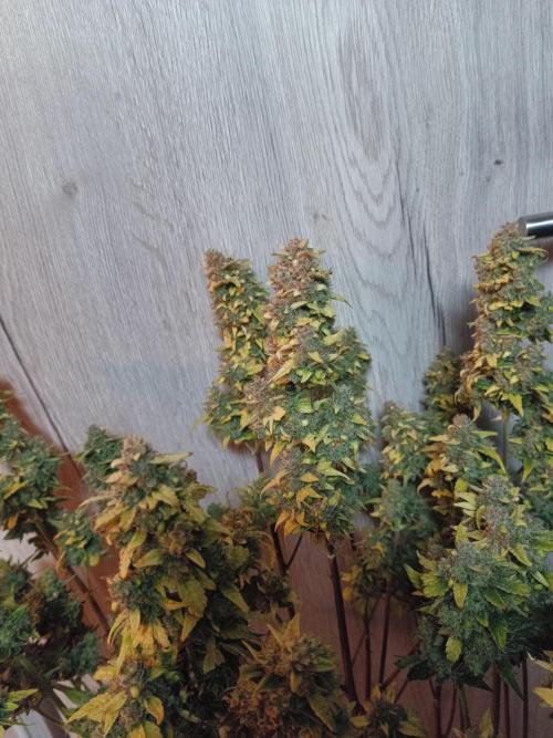 Fat Bastard Auto + Weding Cake Auto+RBB. Week 12 - WC 1