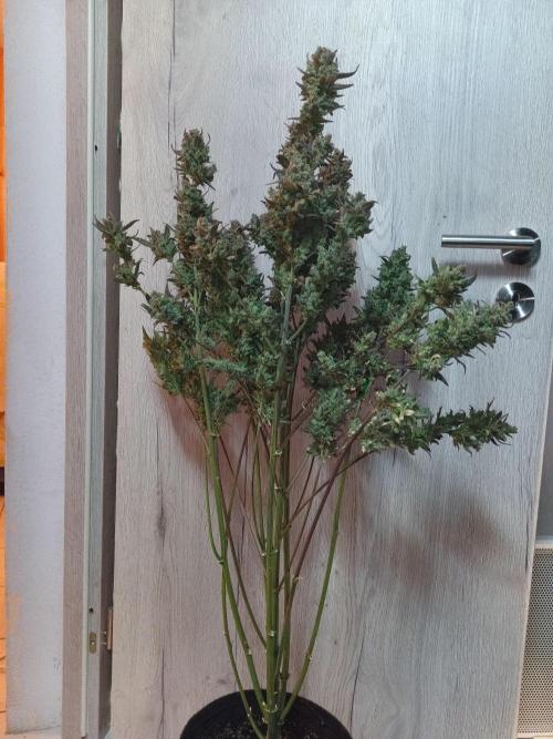 Fat Bastard Auto + Weding Cake Auto+RBB. Week 12 - RBB 3