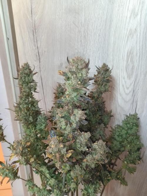Fat Bastard Auto + Weding Cake Auto+RBB. Week 12 - RBB 3
