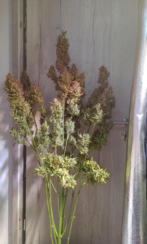 Fat Bastard Auto + Weding Cake Auto+RBB. Week 16 - Fat Bastard 2
