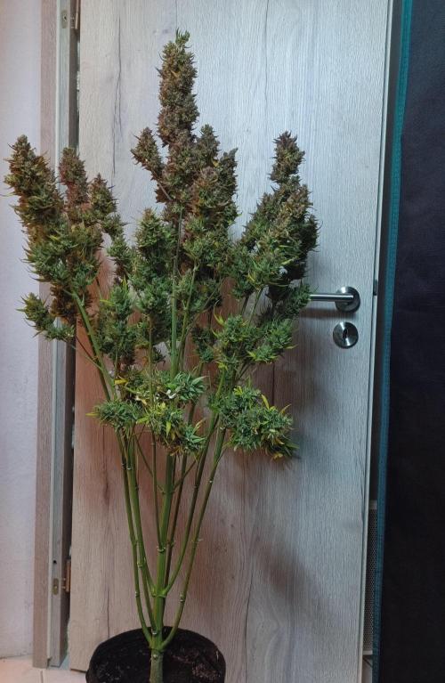 Fat Bastard Auto + Weding Cake Auto+RBB. Week 16 - Fat Bastard 2