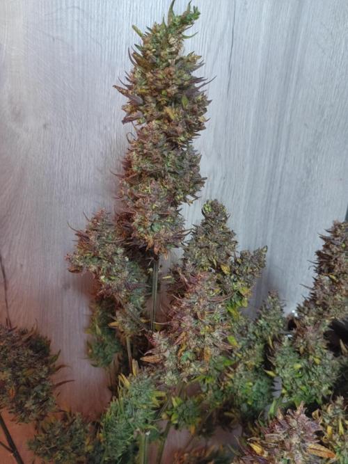 Fat Bastard Auto + Weding Cake Auto+RBB. Week 16 - Fat Bastard 2