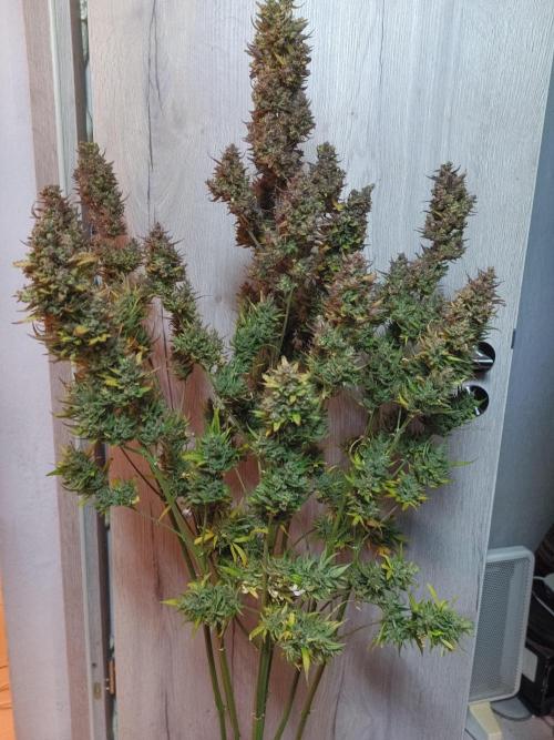 Fat Bastard Auto + Weding Cake Auto+RBB. Week 16 - Fat Bastard 2