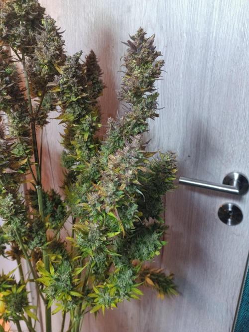 Fat Bastard Auto + Weding Cake Auto+RBB. Week 16 - Fat Bastard 2