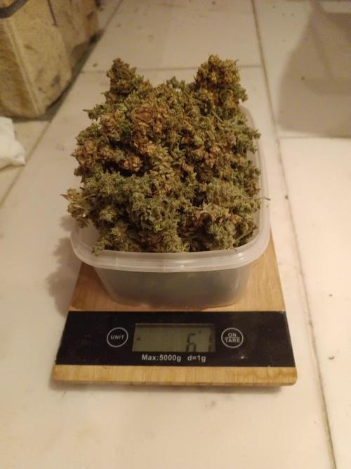 Fat Bastard Auto + Weding Cake Auto+RBB. Week 12 - Result RBB 2
