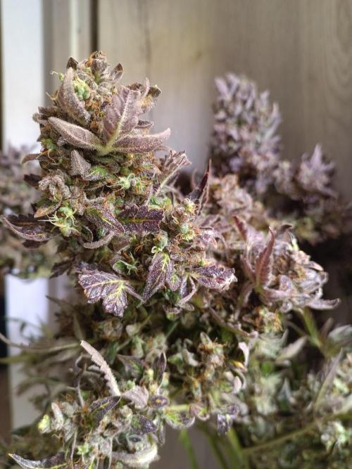 Fat Bastard Auto + Weding Cake Auto+RBB. Week 12 - WC 2