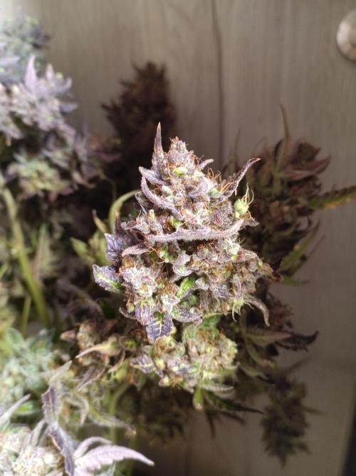 Fat Bastard Auto + Weding Cake Auto+RBB. Week 12 - WC 2