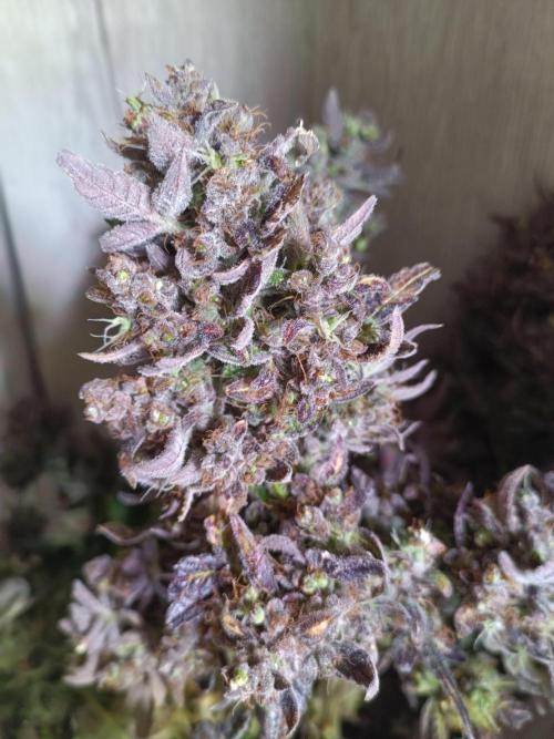 Fat Bastard Auto + Weding Cake Auto+RBB. Week 12 - WC 2