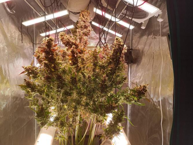 Fat Bastard Auto + Weding Cake Auto+RBB. Week 14