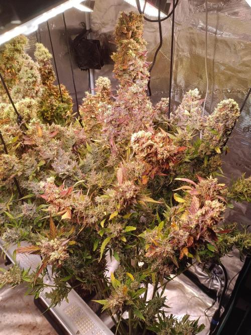 Fat Bastard Auto + Weding Cake Auto+RBB. Week 14