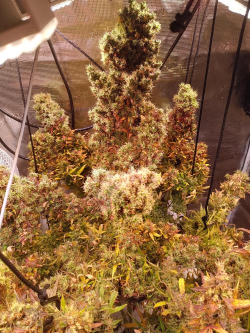 Fat Bastard Auto + Weding Cake Auto+RBB. Week 14