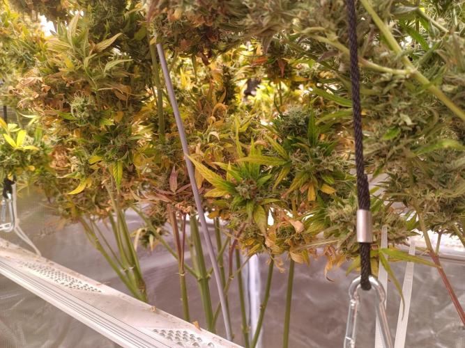 Fat Bastard Auto + Weding Cake Auto+RBB. Week 14