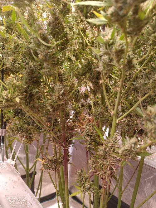 Fat Bastard Auto + Weding Cake Auto+RBB. Week 14