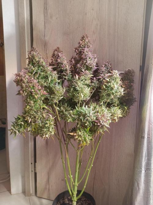 Fat Bastard Auto + Weding Cake Auto+RBB. Week 16 - Fat Bastard 1