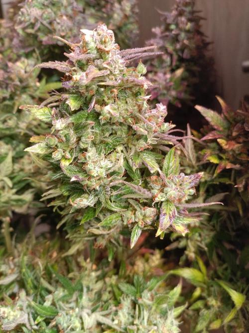Fat Bastard Auto + Weding Cake Auto+RBB. Week 16 - Fat Bastard 1