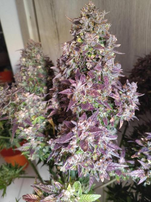 Fat Bastard Auto + Weding Cake Auto+RBB. Week 16 - Fat Bastard 1