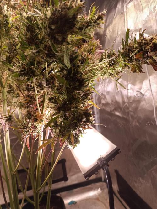 Fat Bastard Auto + Weding Cake Auto+RBB. Week 15