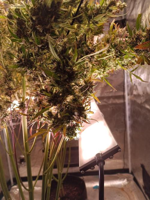 Fat Bastard Auto + Weding Cake Auto+RBB. Week 15