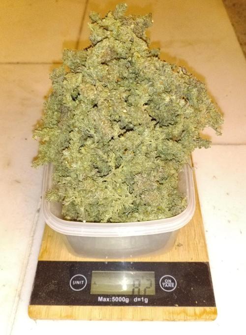 Fat Bastard Auto + Weding Cake Auto+RBB. Week 12 - Result RBB 3