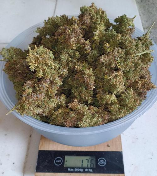 Fat Bastard Auto + Weding Cake Auto+RBB. Week 16 - Result Fat Bastard 2
