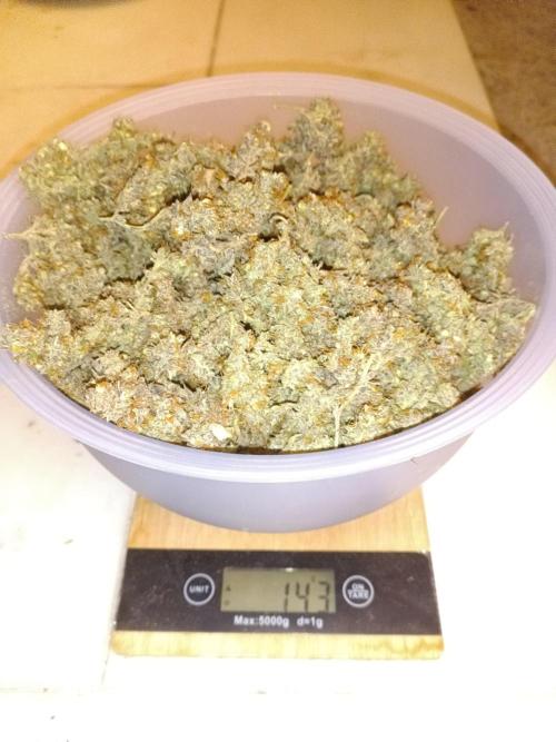 Fat Bastard Auto + Weding Cake Auto+RBB. Week 12 - Result WC 2