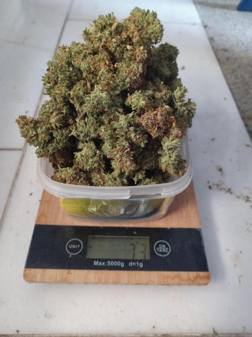 Fat Bastard Auto + Weding Cake Auto+RBB. Week 12 - Result WC 1