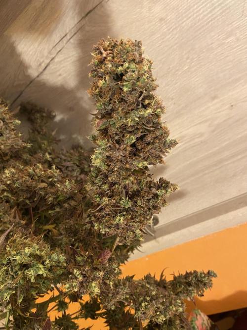 Fat Bastard Auto + Weding Cake Auto+RBB. Week 16 - Fat Bastard 3