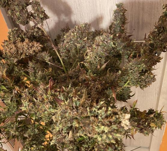 Fat Bastard Auto + Weding Cake Auto+RBB. Week 16 - Fat Bastard 3