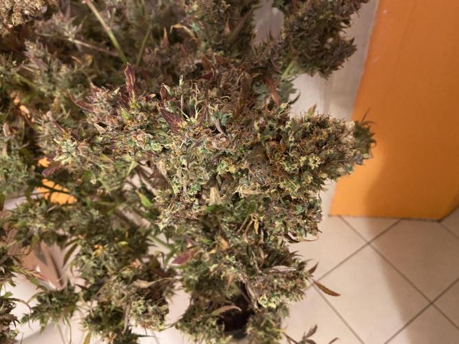 Fat Bastard Auto + Weding Cake Auto+RBB. Week 16 - Fat Bastard 3
