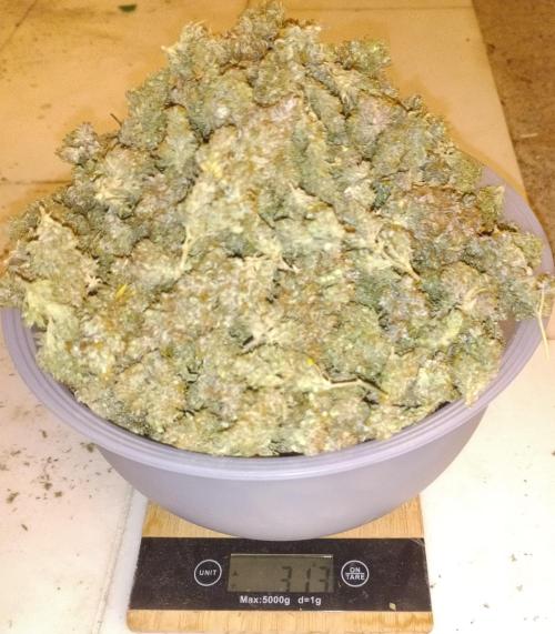 Fat Bastard Auto + Weding Cake Auto+RBB. Week 16 - Result Fat Bastard 3