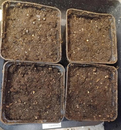 Dankberry Auto-Deep Pots, Full Potential. Week 0 - Day of insemination😅
