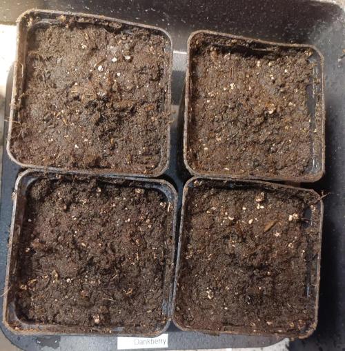 Dankberry Auto-Deep Pots, Full Potential. Week 0 - The little ones were covered.