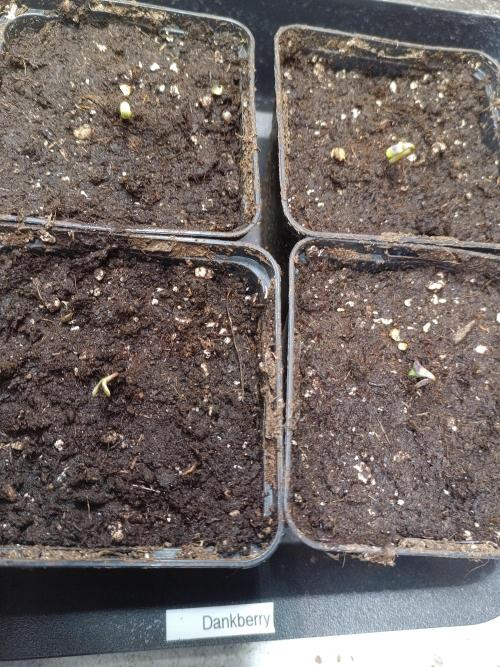 Dankberry Auto-Deep Pots, Full Potential. Week 0 - After waking, they try to "stretch" themselves and look for light.