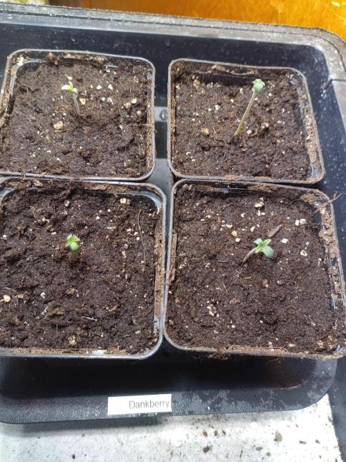 Dankberry Auto-Deep Pots, Full Potential. Week 0 - A little more, then they'll go into the 11L pots.