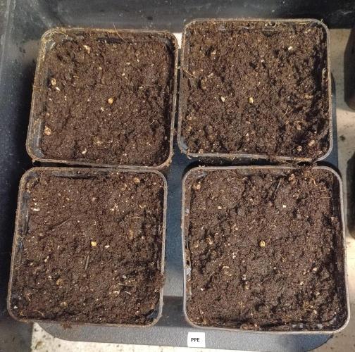 Purple People Eater Auto. Week 0 - freshly planted