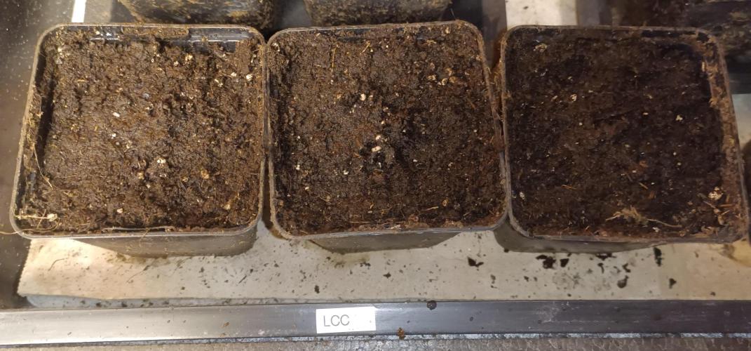 Lemon Cherry Cookies Auto. Week 0 - thoroughly but lightly covered with soil