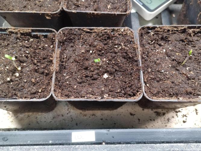 Lemon Cherry Cookies Auto. Week 0 - they all emerge from their nest at the same time