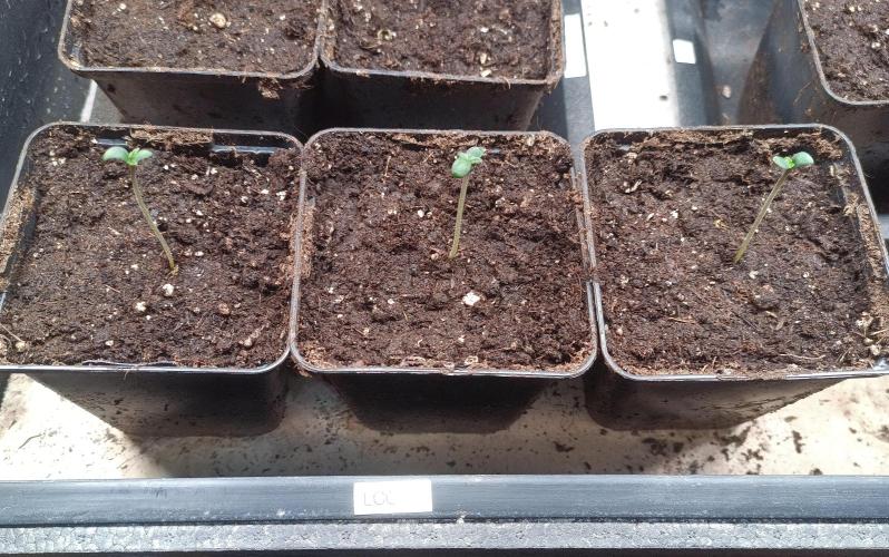 Lemon Cherry Cookies Auto. Week 0 - Time for the move to the 11L final pots.