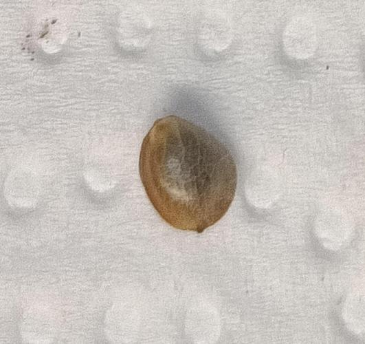 Fat-Bastard Outdoor 🥦👨‍🌾🐝. Week 0
