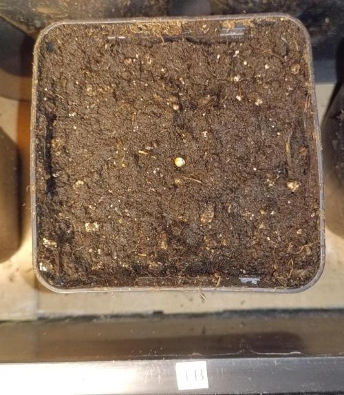 Fat-Bastard Outdoor 🥦👨‍🌾🐝. Week 0 - One Shot! 
Good Luck! Have Fun! Don´t Die!