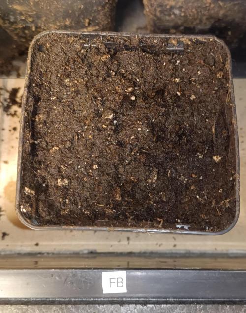 Fat-Bastard Outdoor 🥦👨‍🌾🐝. Week 0 - gently nestled in soil