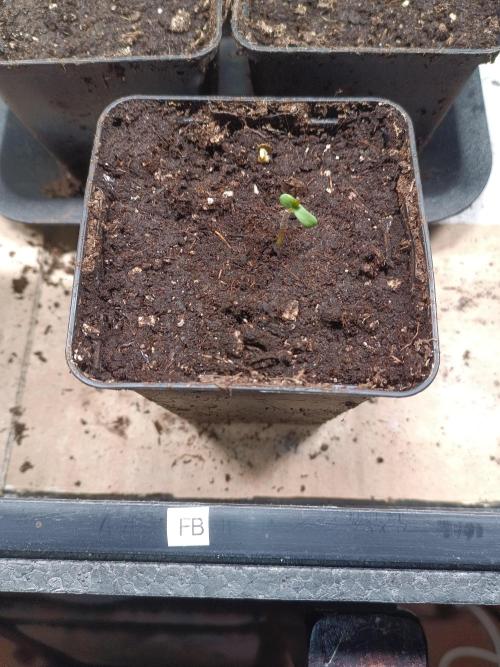 Fat-Bastard Outdoor 🥦👨‍🌾🐝. Week 0 - And done! She survived only to have to survive outside next.