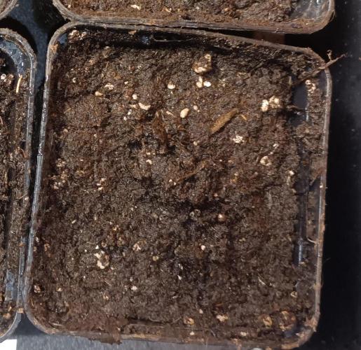 Dankberry Outdoor 🥦👨‍🌾🐝. Week 0 - With a small wave of soil he was buried and now slumbers in the depths.