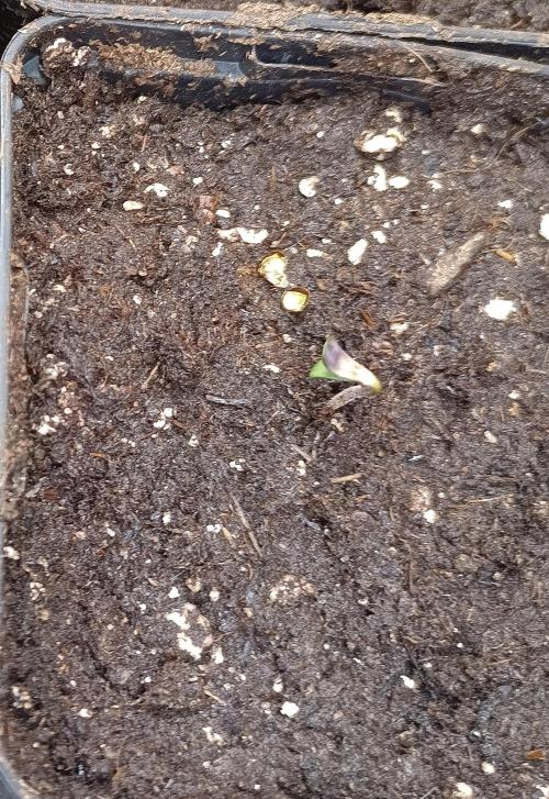 Dankberry Outdoor 🥦👨‍🌾🐝. Week 0 - Here our little jumper fights back toward the artificial daylight.